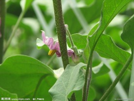 茄子花