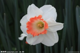 白花