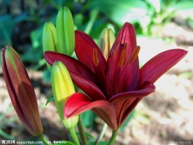 红色百合花