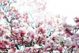 木兰花