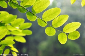绿叶