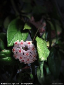 球兰