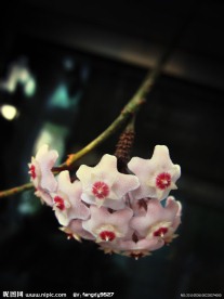 球兰