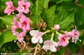 锦带花