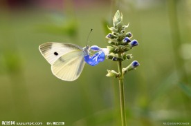 采花蜜