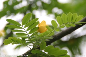 双荚决明 双荚槐 金叶黄槐