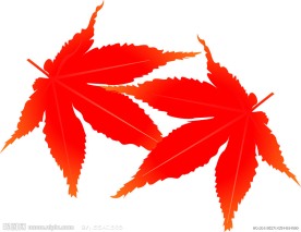 枫叶矢量图