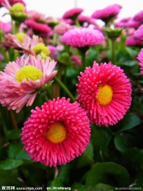 粉色雏菊花