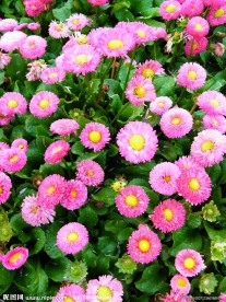 粉色雏菊花