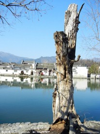枯枝