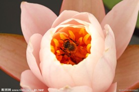 睡莲与蜜蜂
