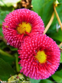 粉色雏菊花