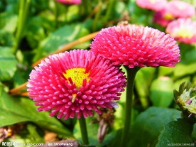 粉色雏菊花