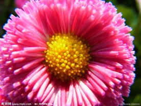 粉色雏菊花