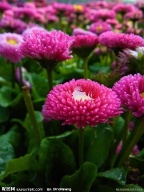 粉色雏菊花