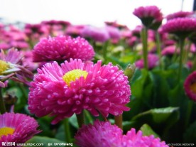 粉色雏菊花