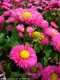粉色雏菊花