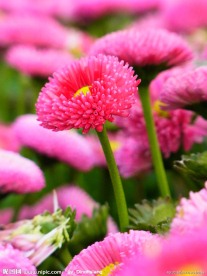 粉色雏菊花