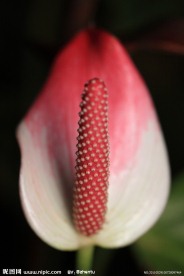 火鹤花