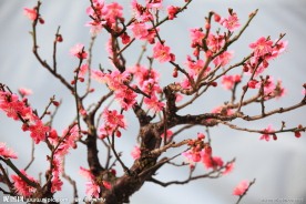 桃花盆栽