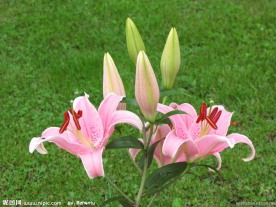 粉红百合花