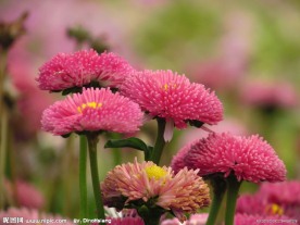 粉色雏菊花