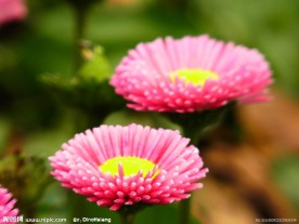 粉色雏菊花