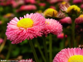 粉色雏菊花