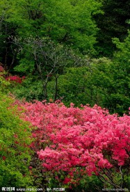 麻城杜娟花