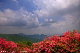 麻城杜娟花