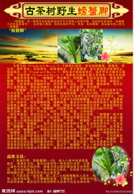 茶茸