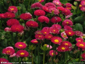 粉色雏菊花