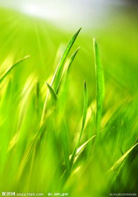 绿色模糊背景光