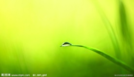叶尖的水滴