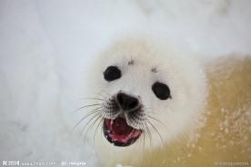 小海豹