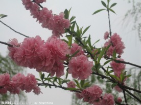 盛开的樱花