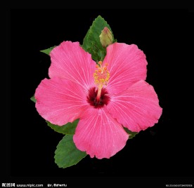 芙蓉花