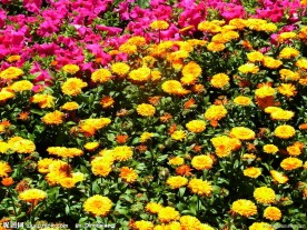 非洲菊