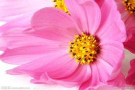 波斯菊