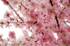 粉色桃花
