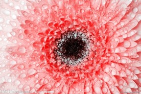 花朵特写