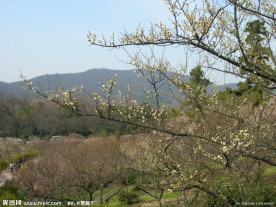 梅花山