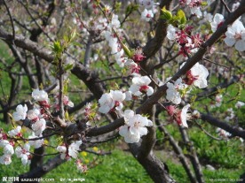 秦岭山间桃花