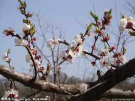 秦岭山间桃花