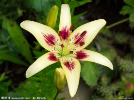 黄色百合花