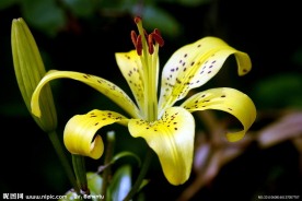 黄色百合花