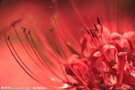 彼岸花