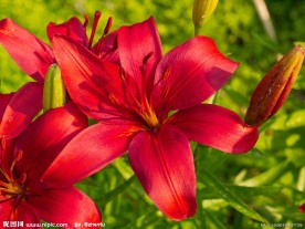 红色百合花