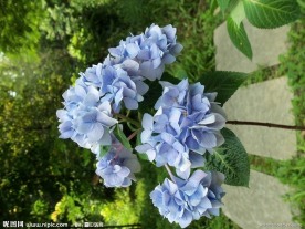 绣球花
