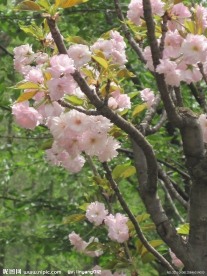 盛开的樱花